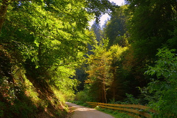 Typical landscape in the forests of Transylvania, Romania. Green landscape in the midsummer, in a sunny day