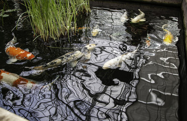 Japanese colored fish