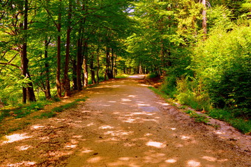 Fototapeta premium Road to the winter and touristic station Poiana Brasov, 12 km from Brasov, a town situated in Transylvania, Romania, in the center of the country. 300.000 inhabitants