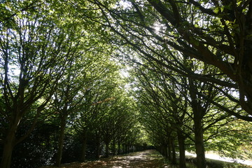 Autumn Leaves Avenue