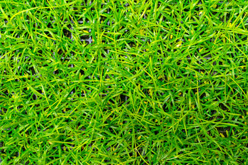 Young green plants in farm field. Agriculture. Cultivation of edible plants.