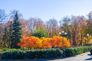 Autumn urban landscape on a Sunny day - yellow autumn trees in the Park, colorful red and orange leaves, and bright sky with clouds
