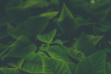 Beautiful green leaf pattern. Natural background.