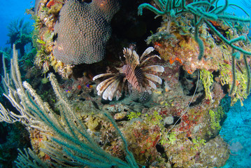 Fisheye wide-angle of lionfish in colorful tropical reef