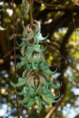 	Strongylodon macrobotrys- Blue Jade Vine