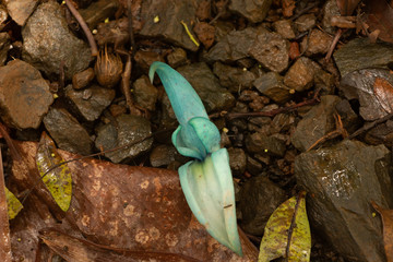 A single blossom Blue Jade Vine