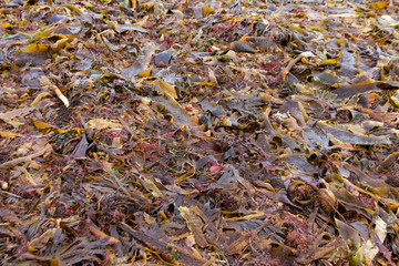 Close up of Seaweed and Kelp on the Beach