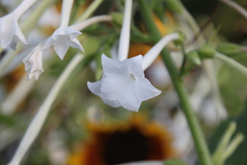Fototapeta na wymiar lily of the valley