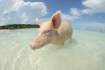 Close view of young pig standing in shallow water on Pig Beach, Bahamas