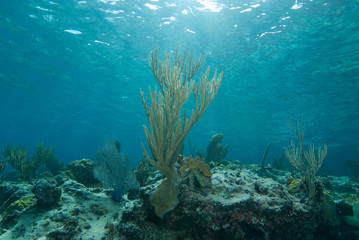 Late afternoon blue light on a shallow coral reef