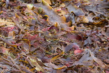 Close up of Seaweed and Kelp on the Beach