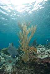 Vertical soft coral on shallow sunlit reef