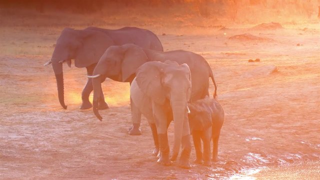 African Elephants Herd having mud bath in the golden hour, Hwange National Park Zimbabwe