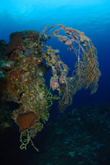 Colorful coral hanging down vertical reef wall in deep blue sea