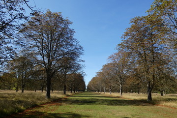 Autumn Leaves Avenue