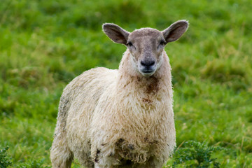 Close up of Sheep in Donegal, Ireland