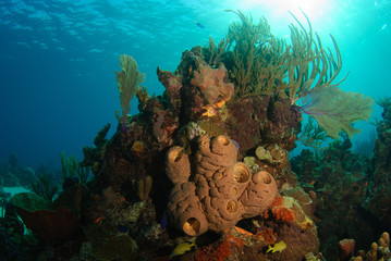 Orange tube sponge on brightly lit tropical coral reef underwater