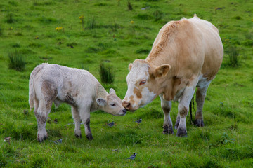 Obraz premium Cute Scene of Mother and Child Cow and Calf Kissing