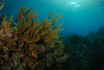 Fototapeta na wymiar Soft coral reaching from reef towards light underwater in blue Caribbean sea