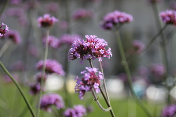 flowers in the garden