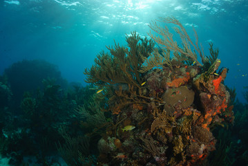 Bright orange and brown coral reef with small yellow fish and sunlight streaming from the surface
