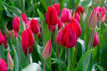 Beautiful red tulips. Floral background.