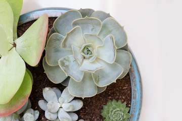 echeveria pollux succulent plant closeup