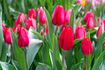 Beautiful red tulips. Floral background.