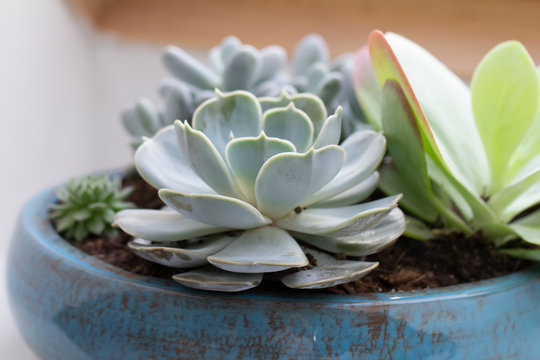 echeveria pollux succulent plant closeup