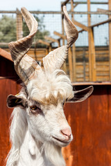 horned goat marhor portrait of murde zoo close-up