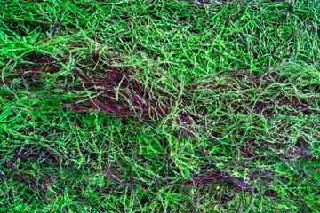 Forest Moss. Floral green background.