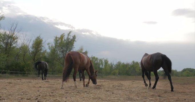 Beautiful thoroughbred horses Pony graze in the meadow, eat grass. Animal care. Concept of horses and people.