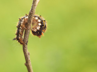 Macro shot of a shaggy larva of a multi-colored caterpillar crawling on a tree branch on a blurred green background. Future butterfly. The beautiful world of insects under the microscope. Pests