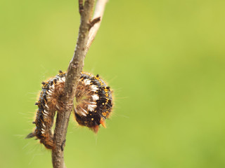 Macro shot of a shaggy larva of a multi-colored caterpillar crawling on a tree branch on a blurred green background. Future butterfly. The beautiful world of insects under the microscope. Pests