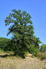 roadside tree