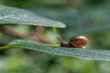 Garden snail on the green leaf