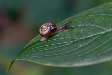 Garden snail on the green leaf