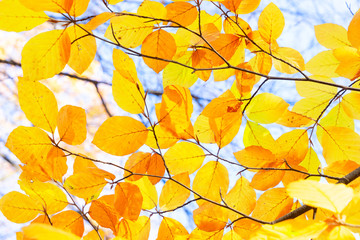 fall maple leaves
