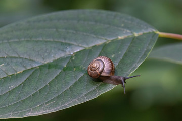 Garden snail on the green leaf