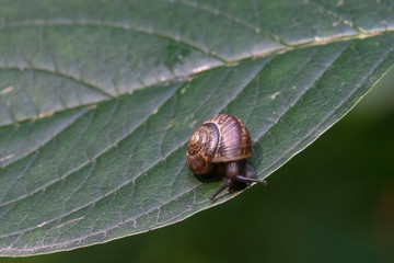 Garden snail on the green leaf