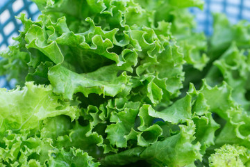 Fresh lettuce vegetable close up shot