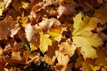Fallen maple leaves
