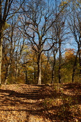 Autumn landscapes in a city park