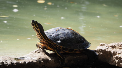 Fototapeta premium toruga tomando el sol sobre una piedra, mollerussa, lerida, españa 