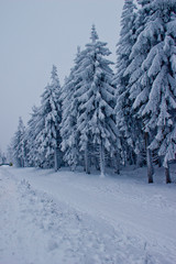 Nadelwald im Winter