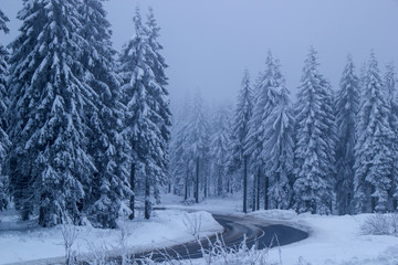 Nadelwald im Winter