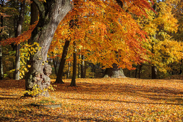 Autumn in a city park
