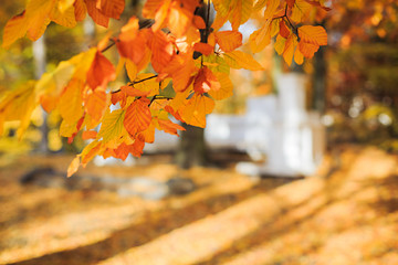 Naklejka na ściany i meble Yellow-orange autumn foliage close-up.