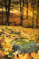Autumn in a city park