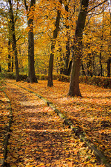 City alley strewn with fallen leaves